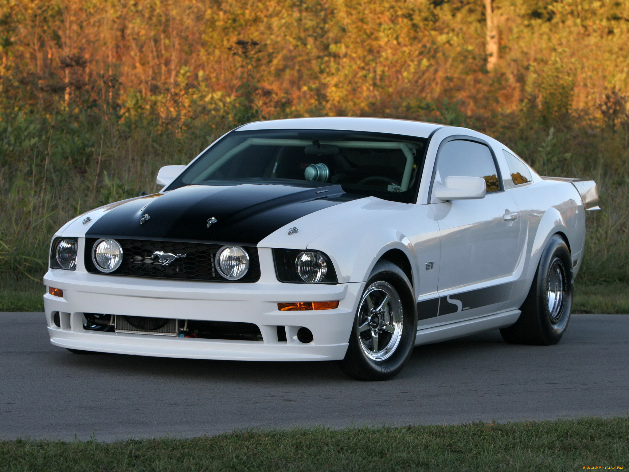 , mustang